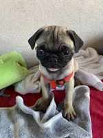 Last fawn boy puppy , a male Pug for sale in Riverside, CA – 2 of 7