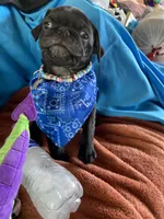 Zorro , a male Pug for sale in Riverside, CA – 4 of 6