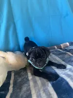 Boy puppy2, a male Pug for sale in Riverside, CA – 6 of 8