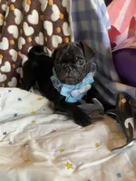 Bowie, a male Pug for sale in Riverside, CA – 3 of 8