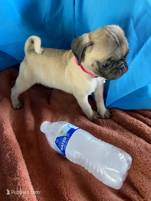 Jenny  – Pug puppy for sale in Riverside, CA
