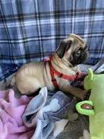 Milo , a male Pug for sale in Riverside, CA – 5 of 7