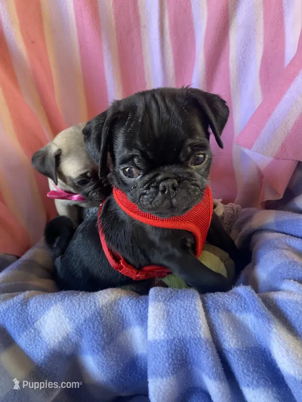 Boy  – Pug puppy for sale in Riverside, CA