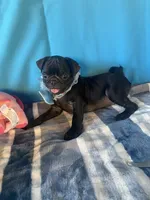 Boy puppy3, a male Pug for sale in Riverside, CA – 5 of 7