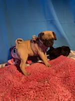 Girl puppy2, a female Pug for sale in Riverside, CA – 7 of 8