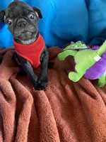 Speed, a male Pug for sale in Riverside, CA – 3 of 6