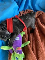 Speed, a male Pug for sale in Riverside, CA – 2 of 6