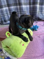 Shadow , a male Pug for sale in Riverside, CA – 10 of 10