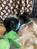 Bowie, a male Pug for sale in Riverside, CA – 8 of 8