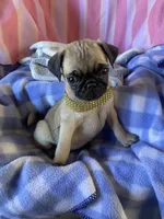 Missy , a female Pug for sale in Riverside, CA – 2 of 7