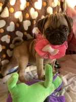 Jenny , a female Pug for sale in Riverside, CA – 6 of 10