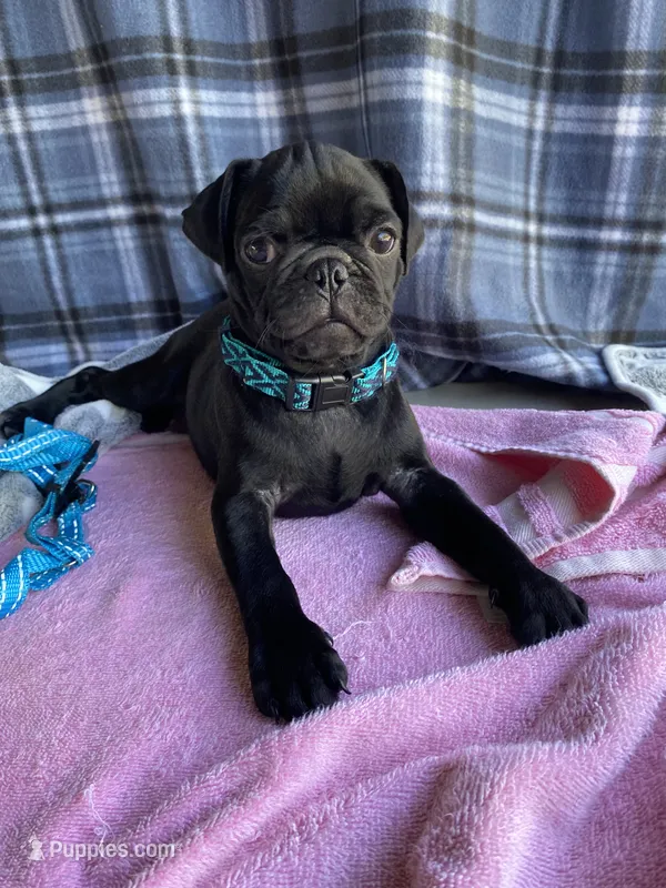 Shadow  – Pug puppy for sale in Riverside, CA