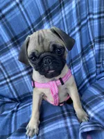 Jenny, a female Pug for sale in Riverside, CA – 3 of 8