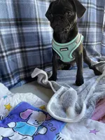 Buddy , a male Pug for sale in Riverside, CA – 7 of 7