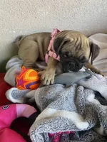 Last girl puppy , a female Pug for sale in Riverside, CA – 5 of 6
