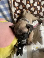 Dodger, a male Pug for sale in Riverside, CA – 2 of 6