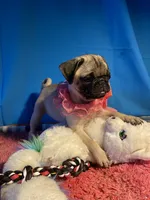 Girl puppy, a female Pug for sale in Riverside, CA – 5 of 8