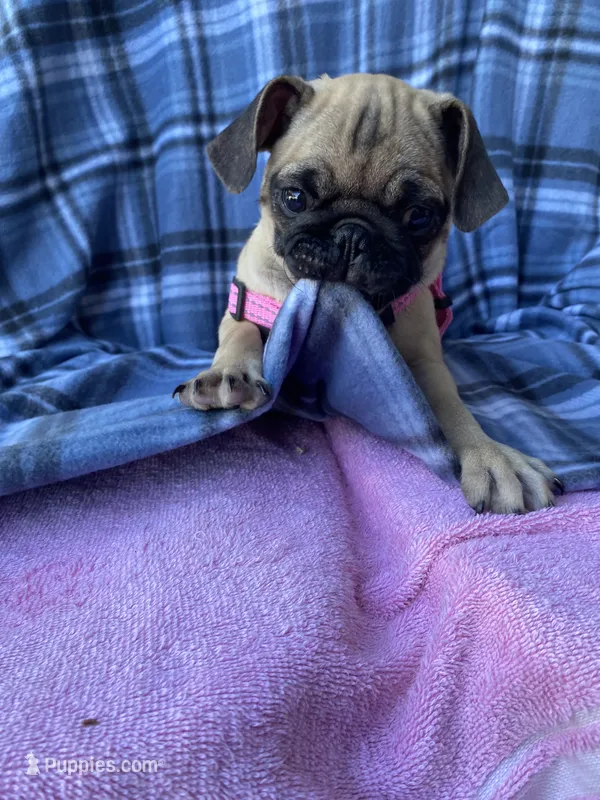 Jenny – Pug puppy for sale in Riverside, CA