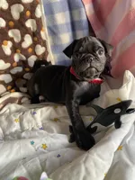 Bolt, a male Pug for sale in Riverside, CA – 7 of 7