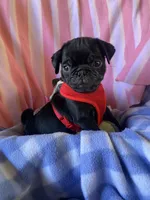 Boy , a male Pug for sale in Riverside, CA – 2 of 5