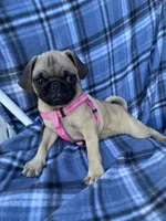 Jenny, a female Pug for sale in Riverside, CA – 4 of 8