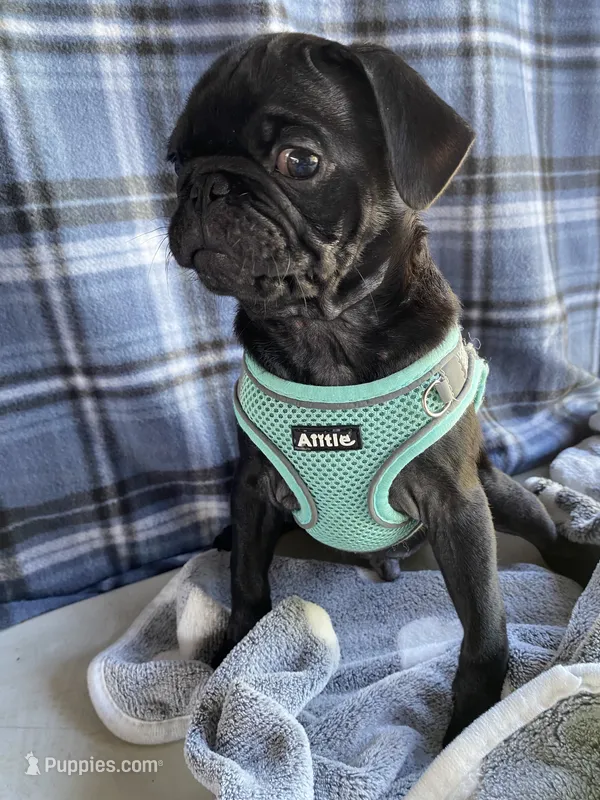 Buddy  – Pug puppy for sale in Riverside, CA