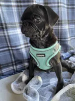 Buddy , a male Pug for sale in Riverside, CA – 1 of 7