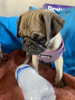 Julie, a female Pug for sale in Riverside, CA – 5 of 6