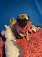 Girl puppy, a female Pug for sale in Riverside, CA – 3 of 8