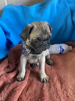 Yoda , a male Pug for sale in Riverside, CA – 1 of 6