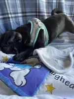 Buddy , a male Pug for sale in Riverside, CA – 2 of 7