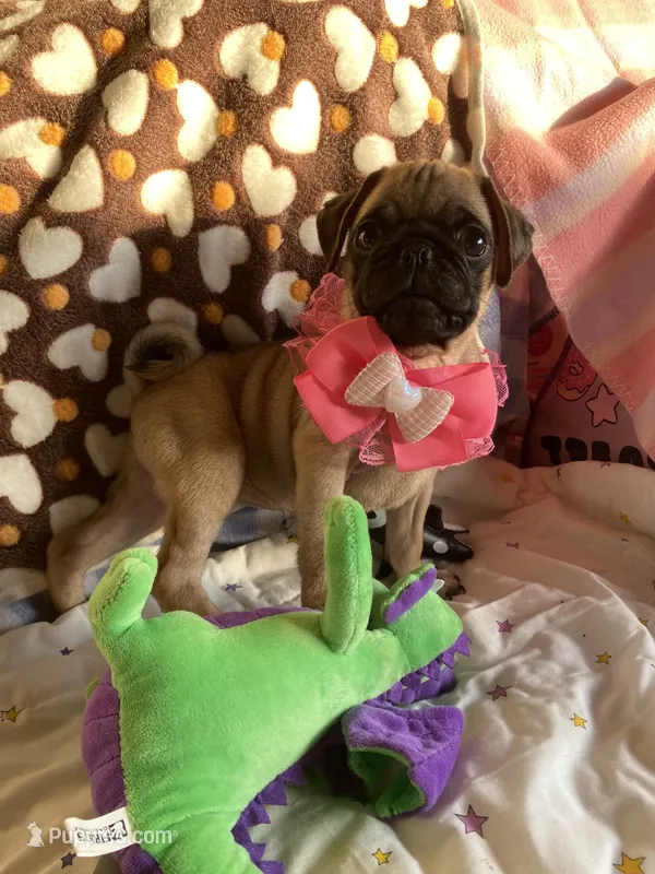 Jenny  – Pug puppy for sale in Riverside, CA
