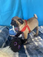 Boy puppy , a male Pug for sale in Riverside, CA – 4 of 6
