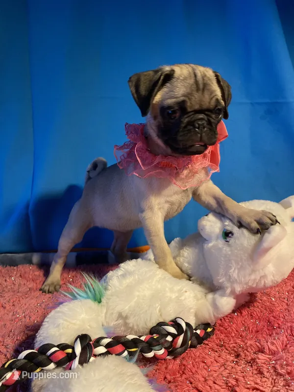 Girl puppy – Pug puppy for sale in Riverside, CA