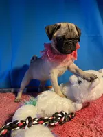 Girl puppy, a female Pug for sale in Riverside, CA – 1 of 8