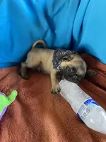 Yoda , a male Pug for sale in Riverside, CA – 2 of 6