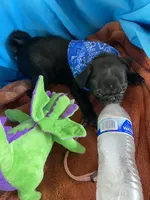 Zorro , a male Pug for sale in Riverside, CA – 5 of 6