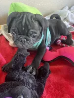 Boy puppy , a male Pug for sale in Riverside, CA – 7 of 7