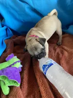 Jenny , a female Pug for sale in Riverside, CA – 2 of 6