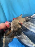 Boy puppy , a male Pug for sale in Riverside, CA – 3 of 6