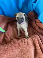 Kie, a female Pug for sale in Riverside, CA – 6 of 6