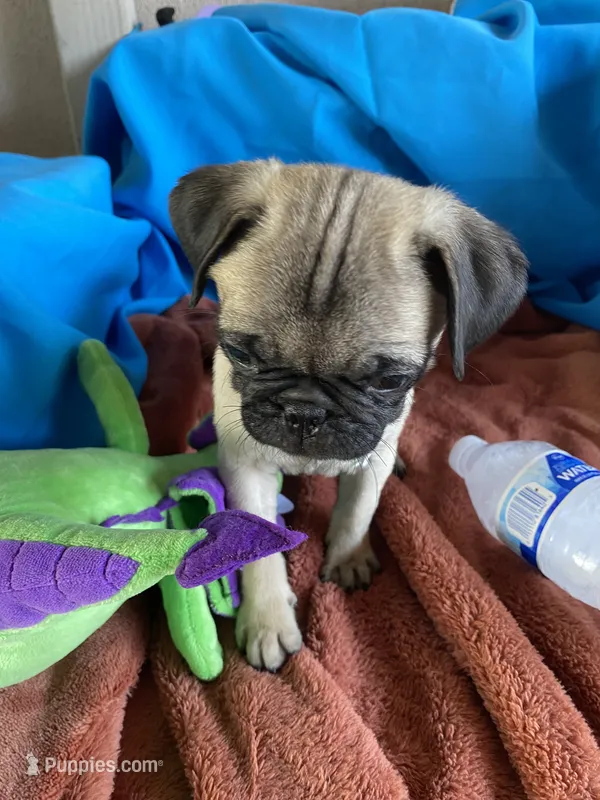 Jenny  – Pug puppy for sale in Riverside, CA