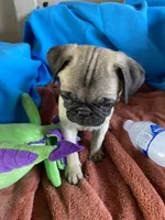 Jenny , a female Pug for sale in Riverside, CA – 3 of 6