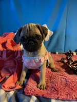 Girl puppy2, a female Pug for sale in Riverside, CA – 8 of 8