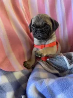 Puppy 1 , a male Pug for sale in Riverside, CA – 2 of 7