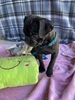 Shadow , a male Pug for sale in Riverside, CA – 4 of 10