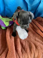 Speed, a male Pug for sale in Riverside, CA – 6 of 6