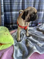 Milo , a male Pug for sale in Riverside, CA – 3 of 7