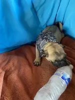 Yoda , a male Pug for sale in Riverside, CA – 3 of 6