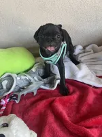 Boy puppy , a male Pug for sale in Riverside, CA – 3 of 7